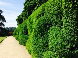 The Ancient Hedge