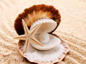 Seashells - free download