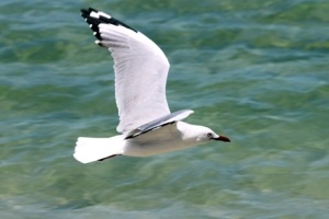 seagull small