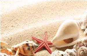 sand and shells