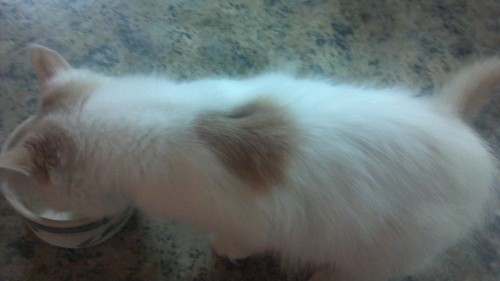 The spot on Snowdrop's back is shaped like a heart