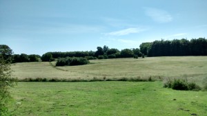 The footpath is visible through the field