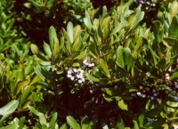 bayberry bush