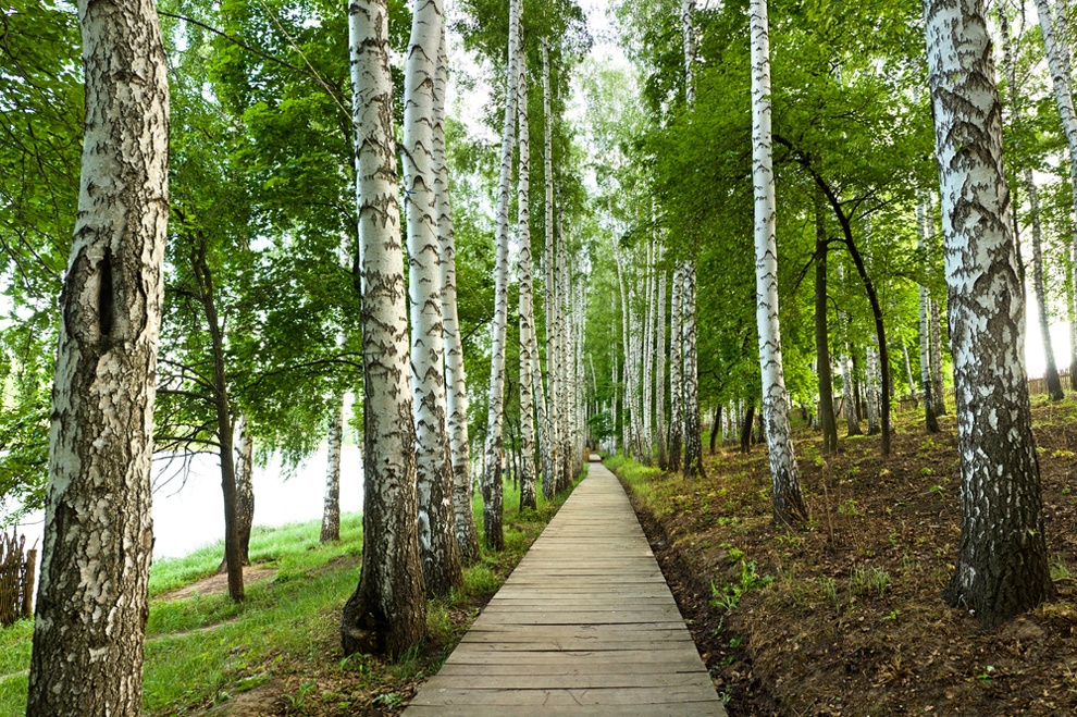 forest walk