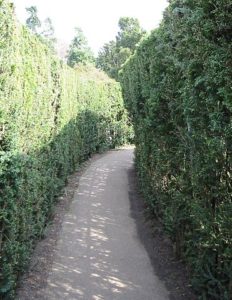Hampton Court Maze WIP Entangled