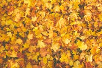 Bright collection of autumn maple leaves in vibrant yellows and oranges.