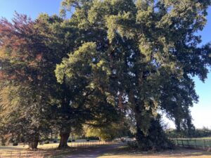 Trees along the lane leading to the church in Steventon