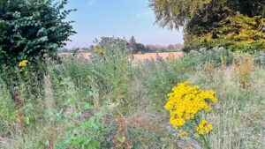 Flowers near Oakley Hall (photo by Christina Morland)